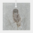 Search for owl with glasses Wildlife