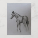 Search for colt invitations Foal