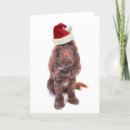 Search for spaniel photography Pets