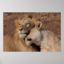 Search for african lion posters South
