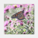 Search for meadow magnets Photograph