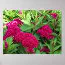 Search for cockscomb Floral