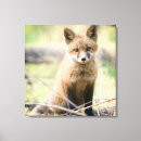 Search for wild fox canvas prints Forest