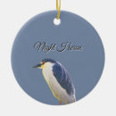 Search for night bird Animals