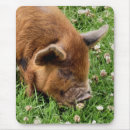 Search for pig pic mousepads Pigs