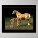 Search for equine image posters Foal