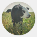 Search for pasture stickers Animal