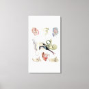 Search for ear art Anatomical