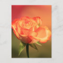 Search for soft rose postcards Flower