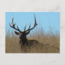 Search for elk postcards Nature photography