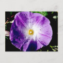 Search for morning glory postcards Gardening