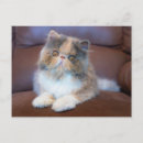 Search for long haired cat postcards Calico