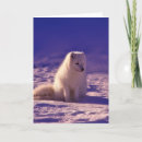 Search for arctic fox cards Snow