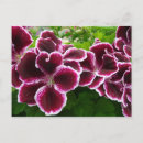Search for regal postcards Flower