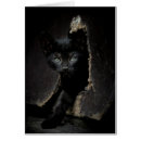Search for kitty photography Black