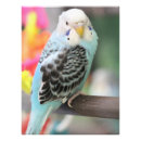 Search for budgies posters Blue