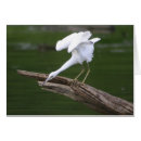 Search for egrets photography Herons