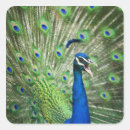 Search for indian stickers Animal