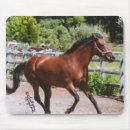 Search for standardbred horse Equine
