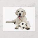 Search for yellow labrador retriever postcards Puppy