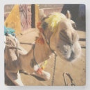 Search for friendly coasters Animal