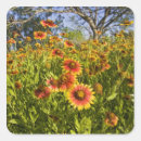 Search for texas wildflower stickers Field