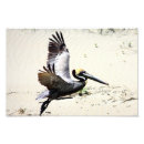 Search for pelicans art Pelican photo