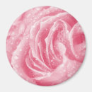 Search for bridal rose magnets Flower