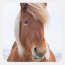 Search for icelandic horse stickers Superstock