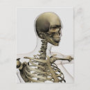 Search for skull illustration postcards Temporal bones