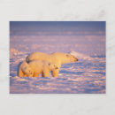 Search for steve postcards Polar bear