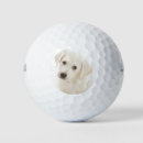 Search for labrador retriever golf balls Puppy