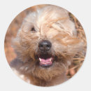 Search for soft coated wheaten terrier stickers Dog