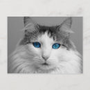 Search for blue cats postcards Cute