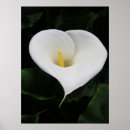 Search for calla posters Flower