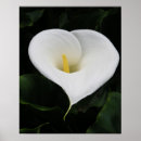 Search for lillies posters Lilly