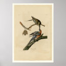Search for extinction art Birds