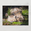 Search for sleeping baby postcards Fox