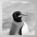 Search for black and white penguin posters Cute