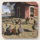 Search for hen coasters Animal