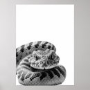 Search for rattlesnake Animal