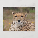 Search for big spots postcards Cheetah