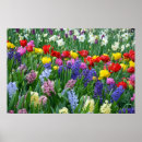 Search for spring colours posters Flowers
