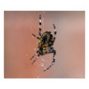 Search for spider webs art Nature