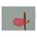 Search for anthurium Plant