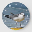Search for gull Coast