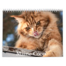 Search for maine calendars Kitten