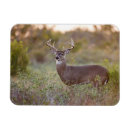 Search for odocoileus magnets Wildlife