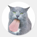 Search for laughing cat stickers Cute