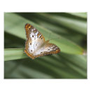 Search for peacock butterfly art Tropical